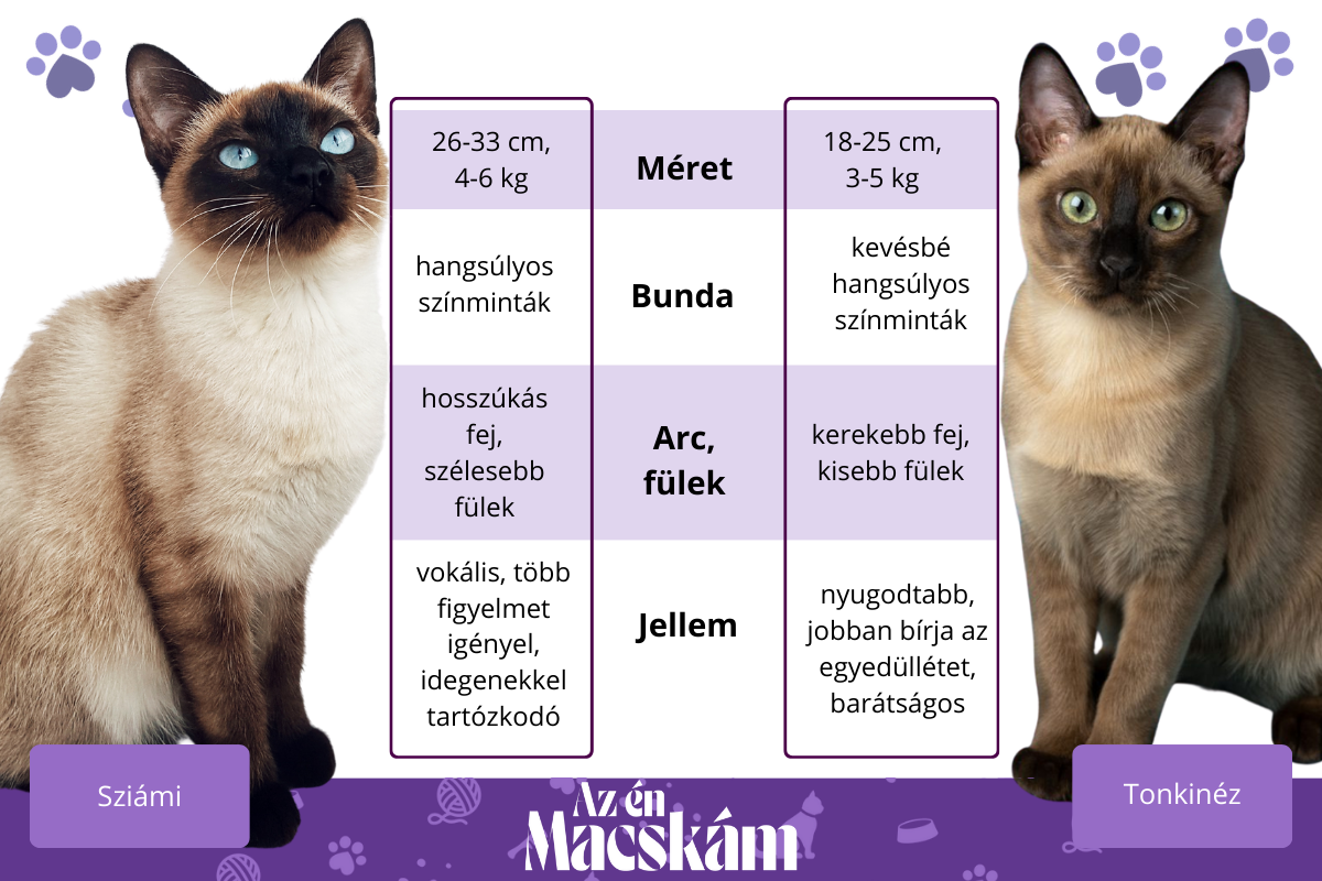 sziámi és tonkinéz