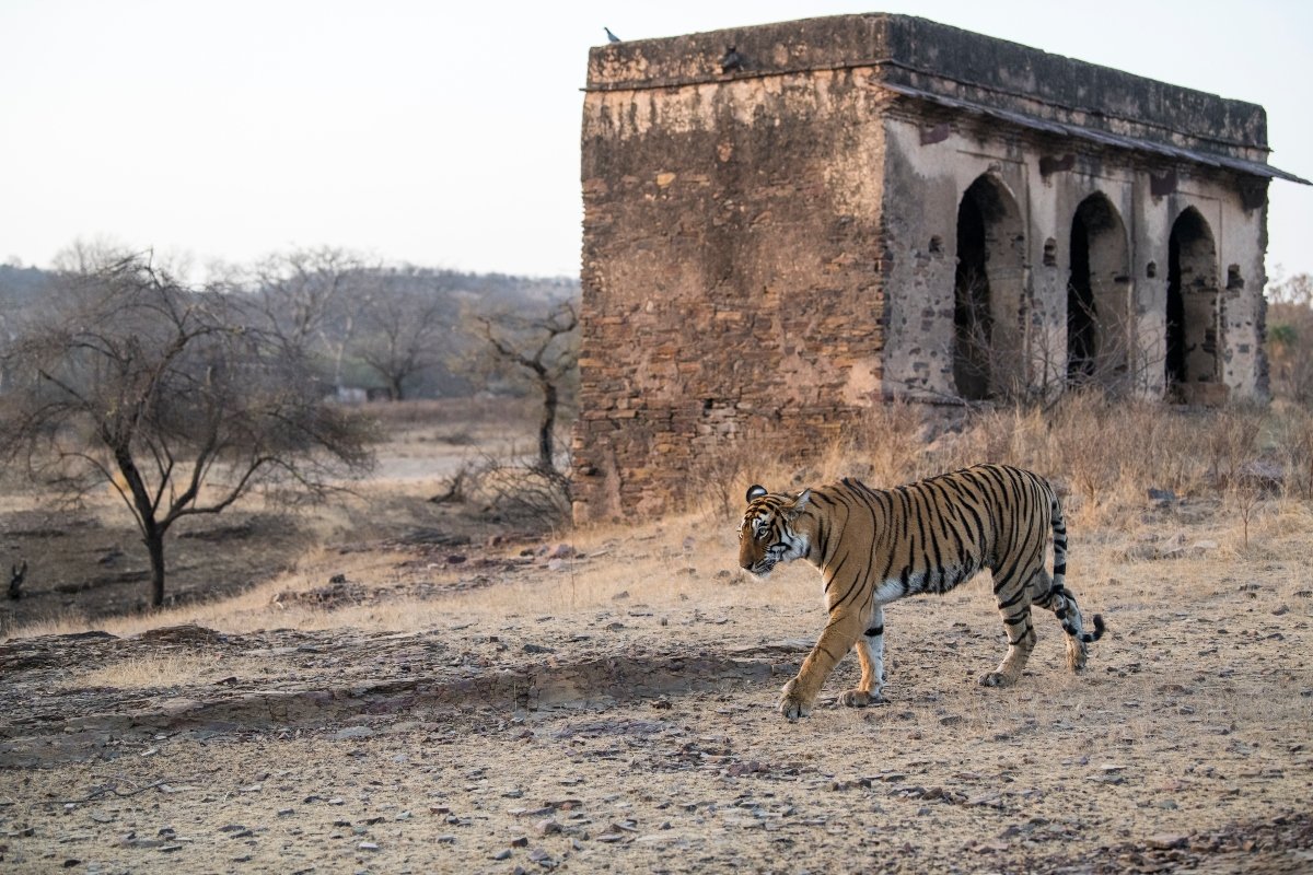 tigris