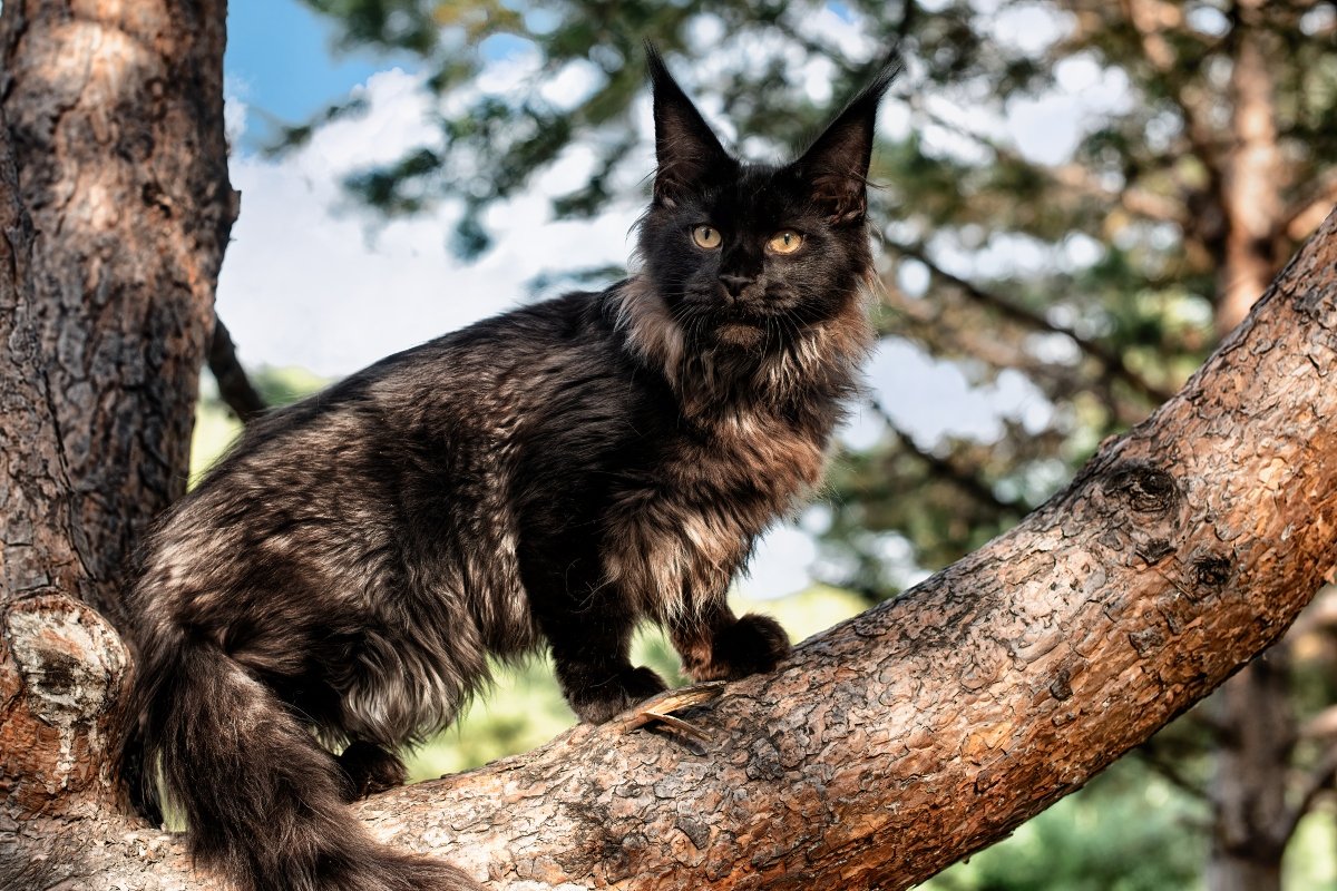 maine coon kölyök fa mászik tavasz nyár