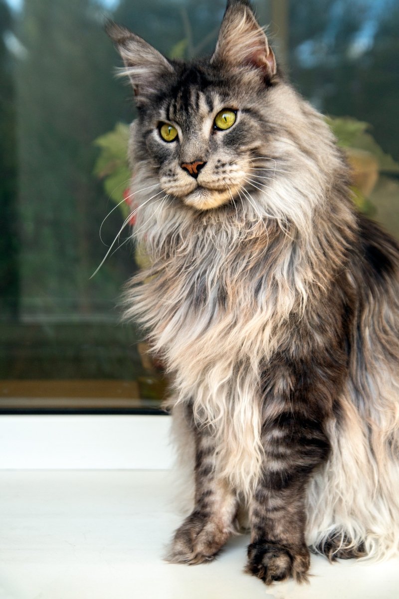 maine coon
