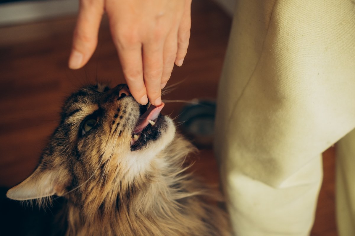 nyal nyelv maine coon
