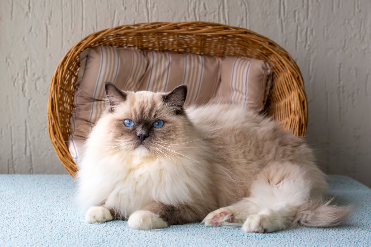 ragdoll