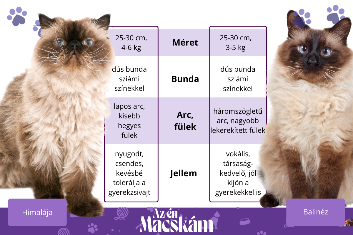 himalája és balinéz macska