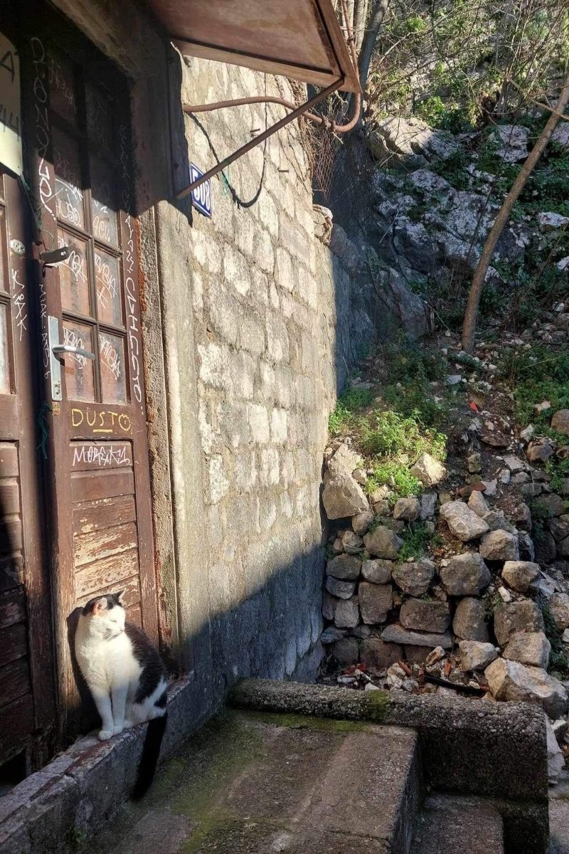 kotor