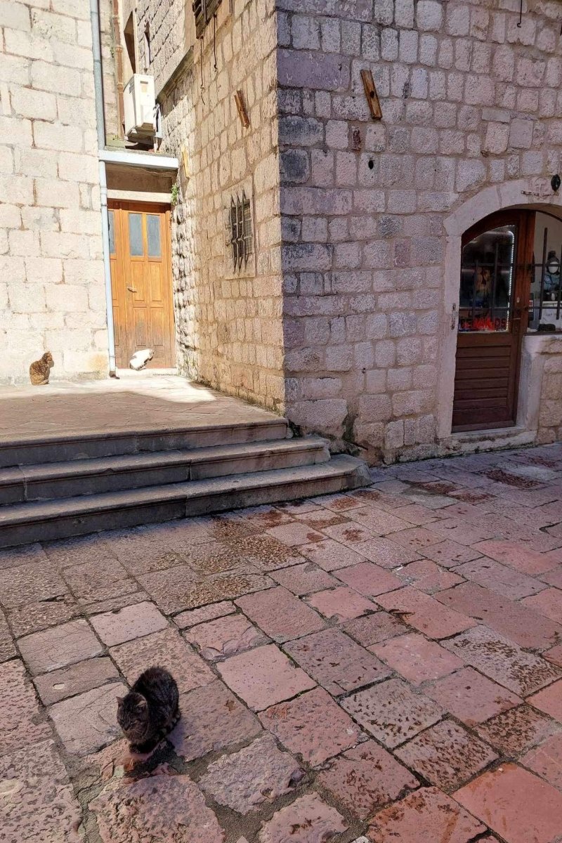 kotor