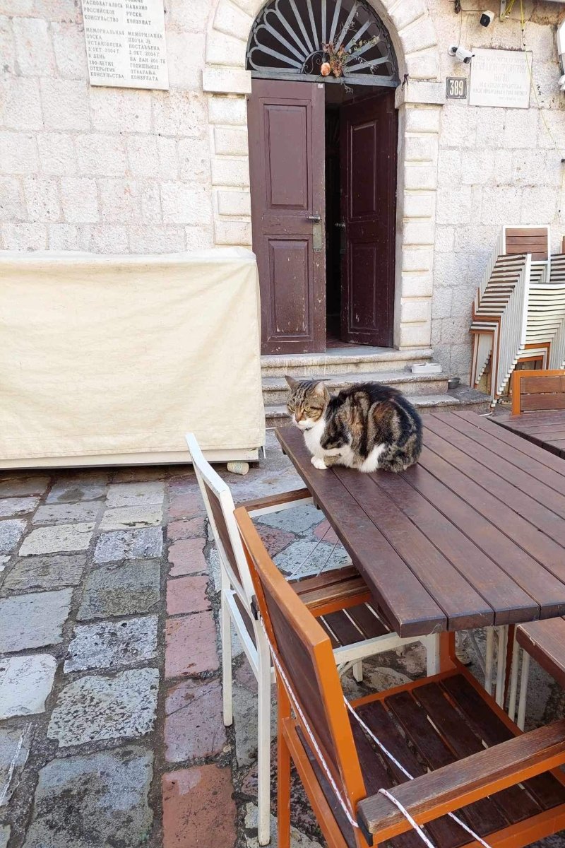 kotor