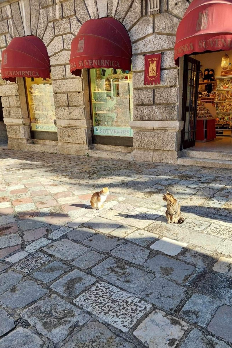 kotor