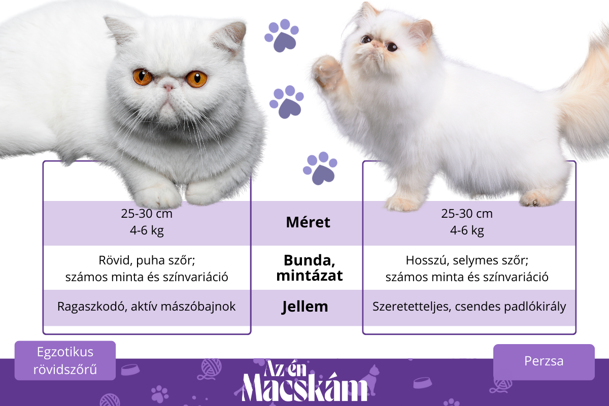 Perzsa és egzotikus rövidszőrű