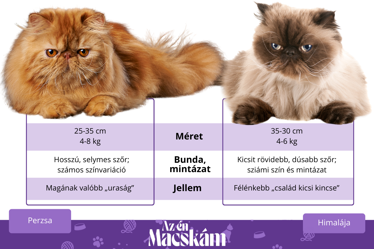 Perzsa és himalája macska