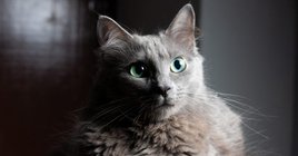 zöld szemű nebelung
