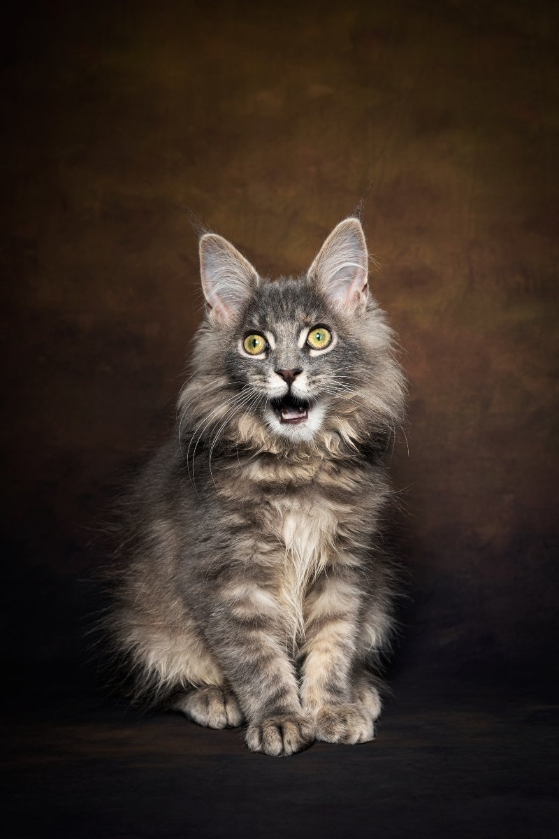 maine coon kölyök csodálkozik