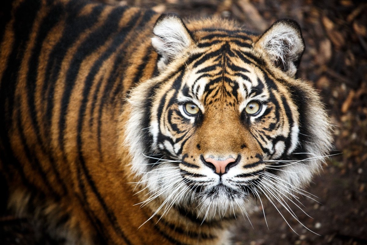 tigris