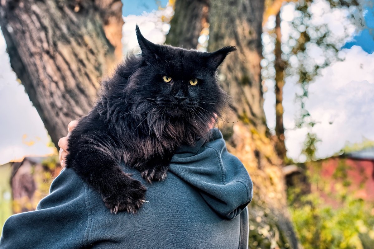 maine coon fa kert gazdi