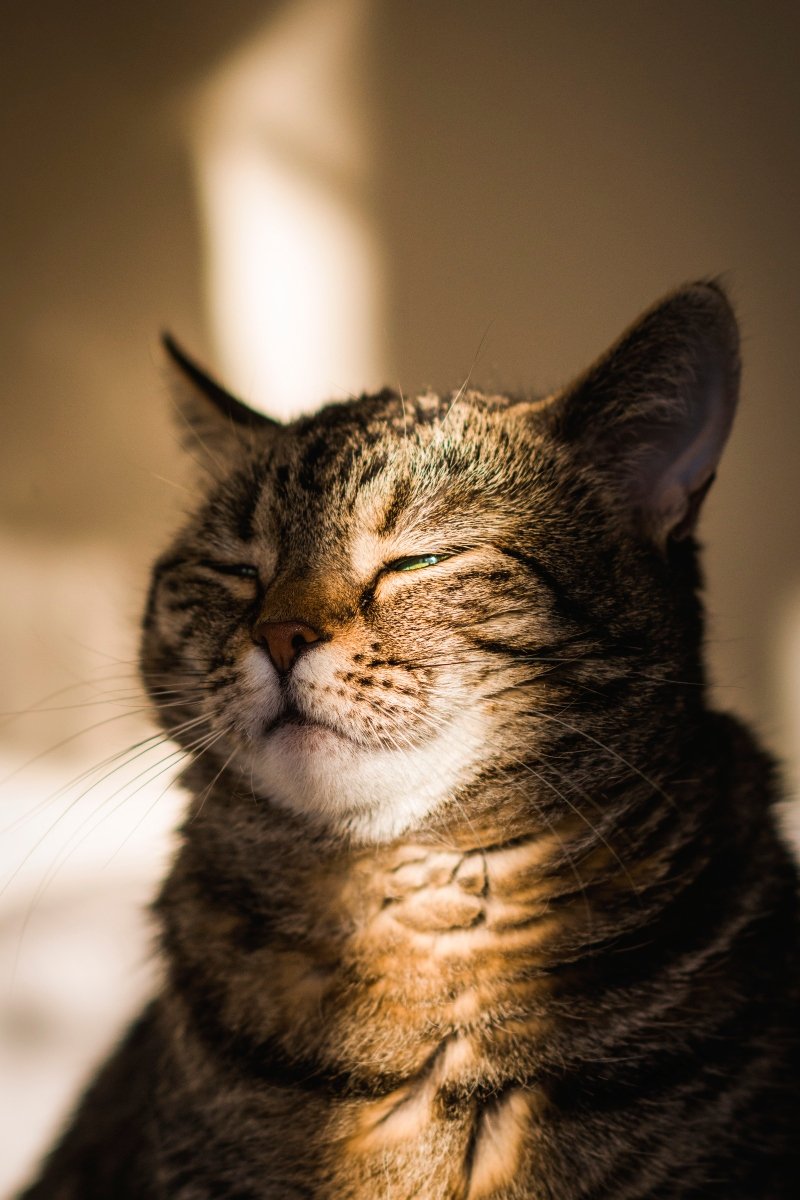 nap napfény cirmos pihen nyugodt