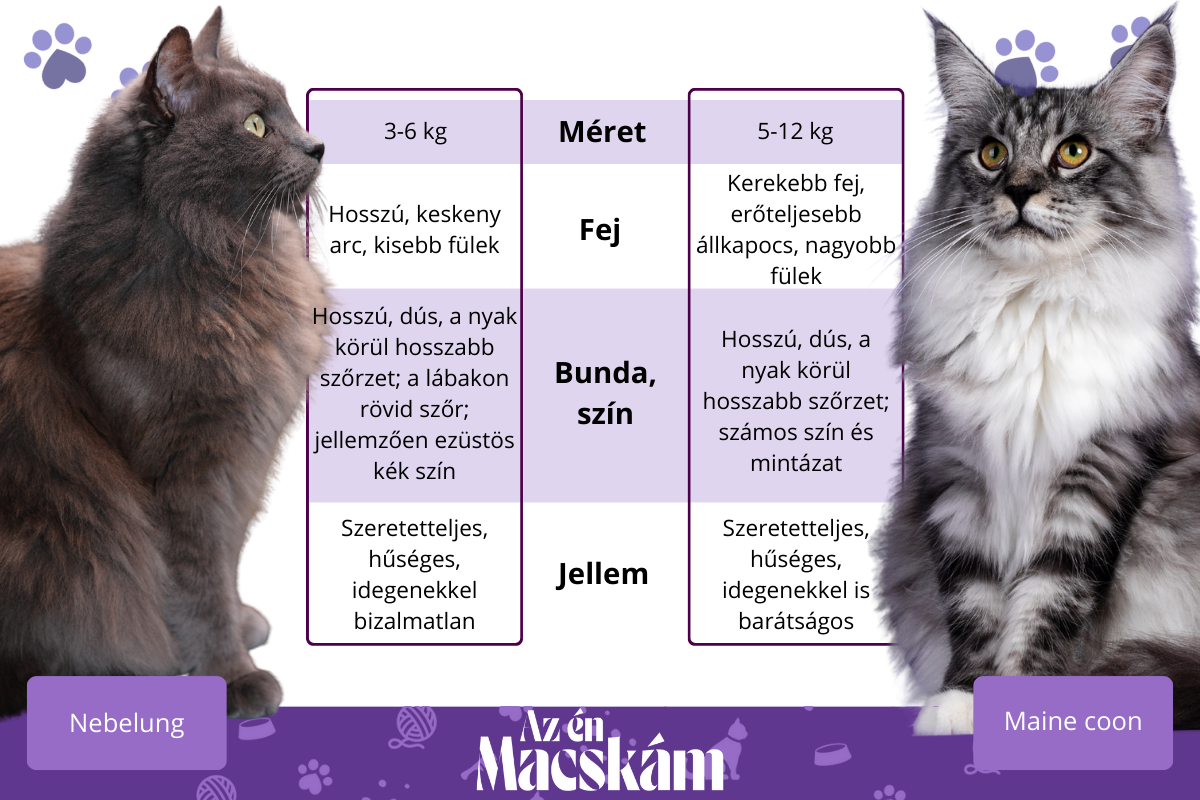 Nebelung és maine coon összehasonlítás