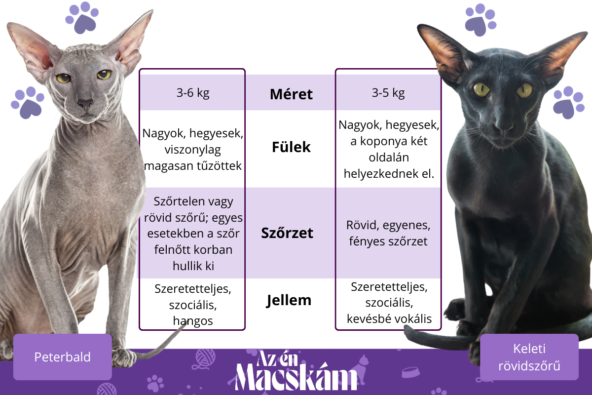 Peterbald és keleti rövidszőrű