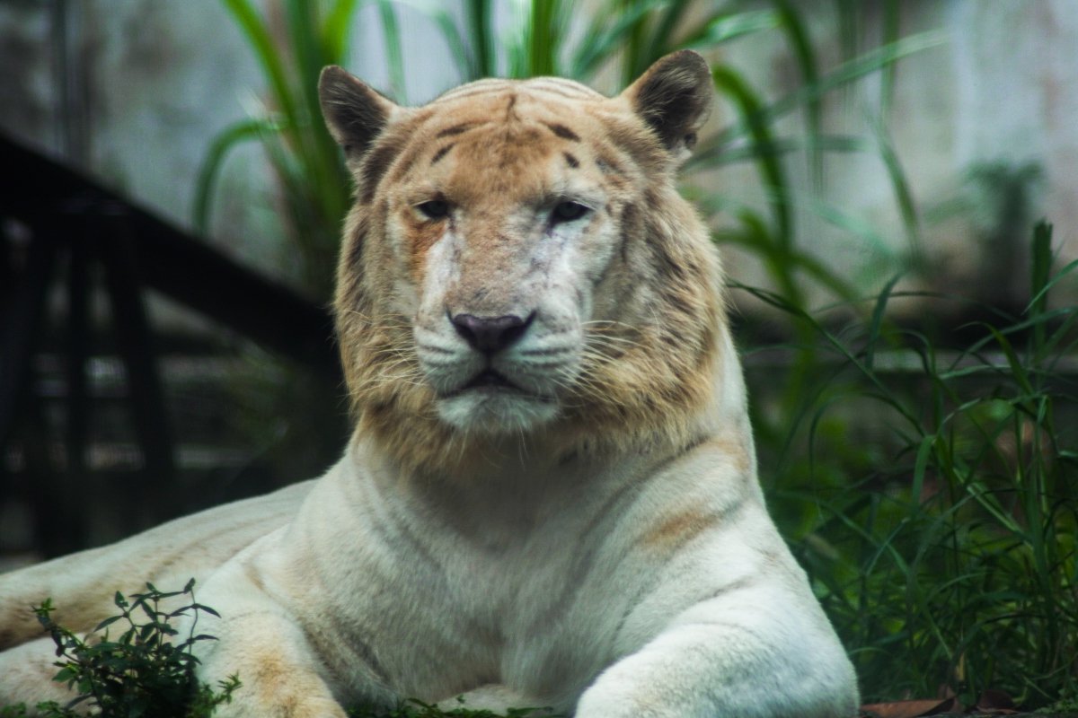 liger
