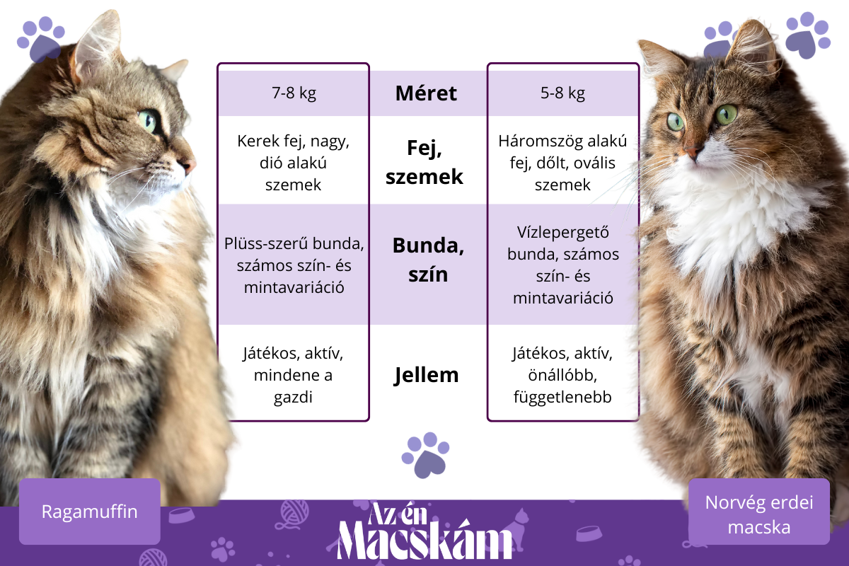 Ragamuffin és norvég erdei macska