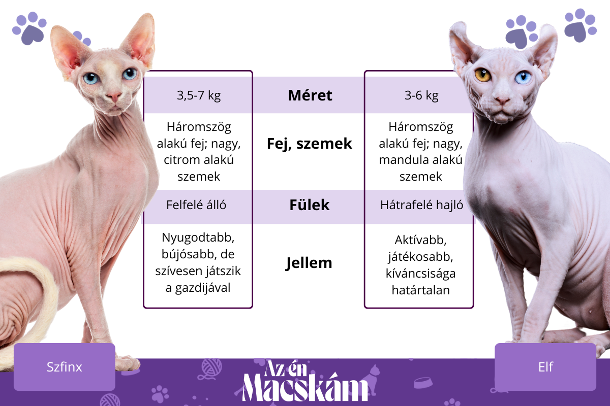 Szfinx és elf