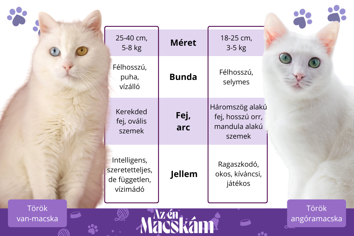 Török van-macska és török angóramacska