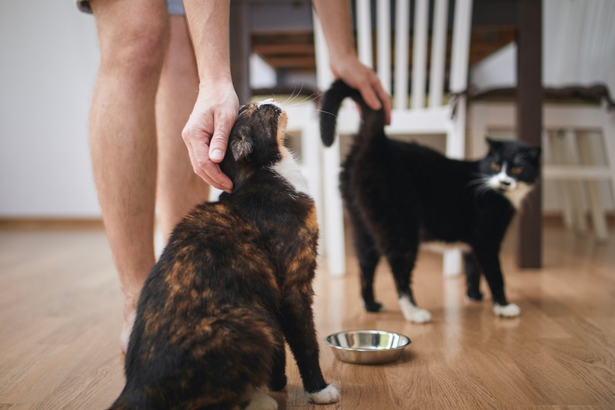Pet owner stroking his two cute cats before feeding at home kitchen.