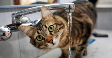 Macska a csapról iszik