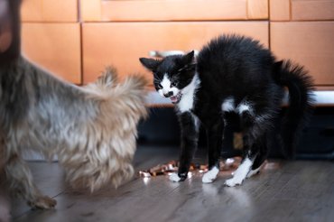 Minden szőrszála égnek mered