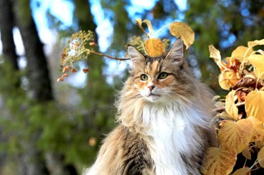 norvég erdei macska érdekesség