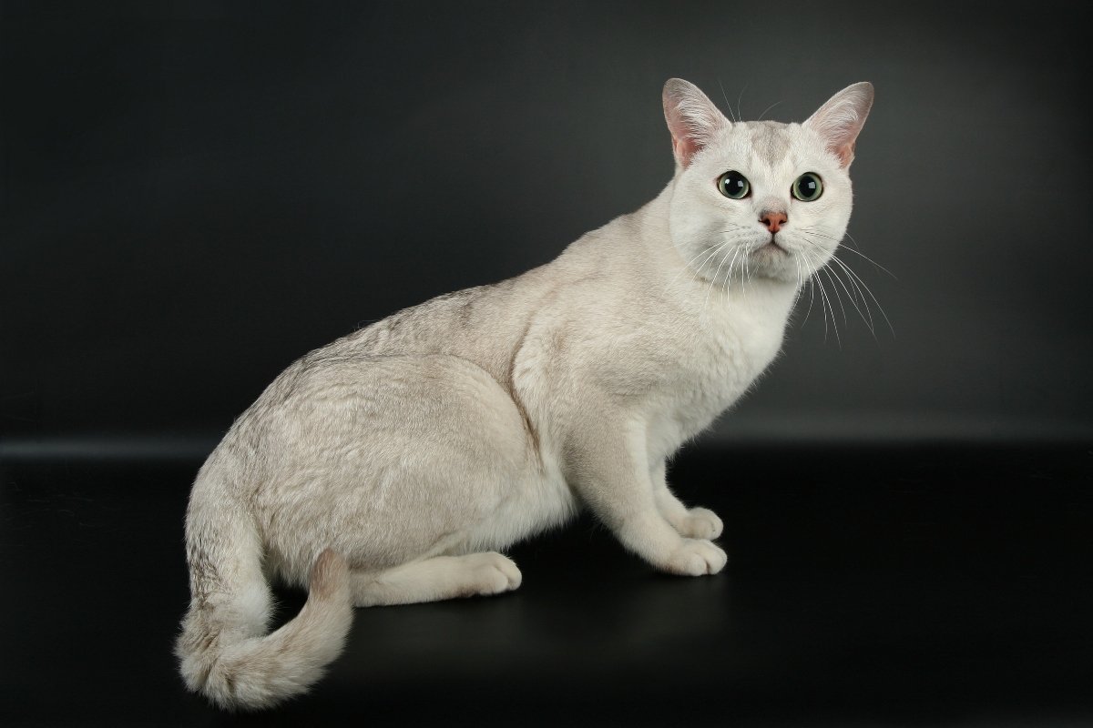 burmilla