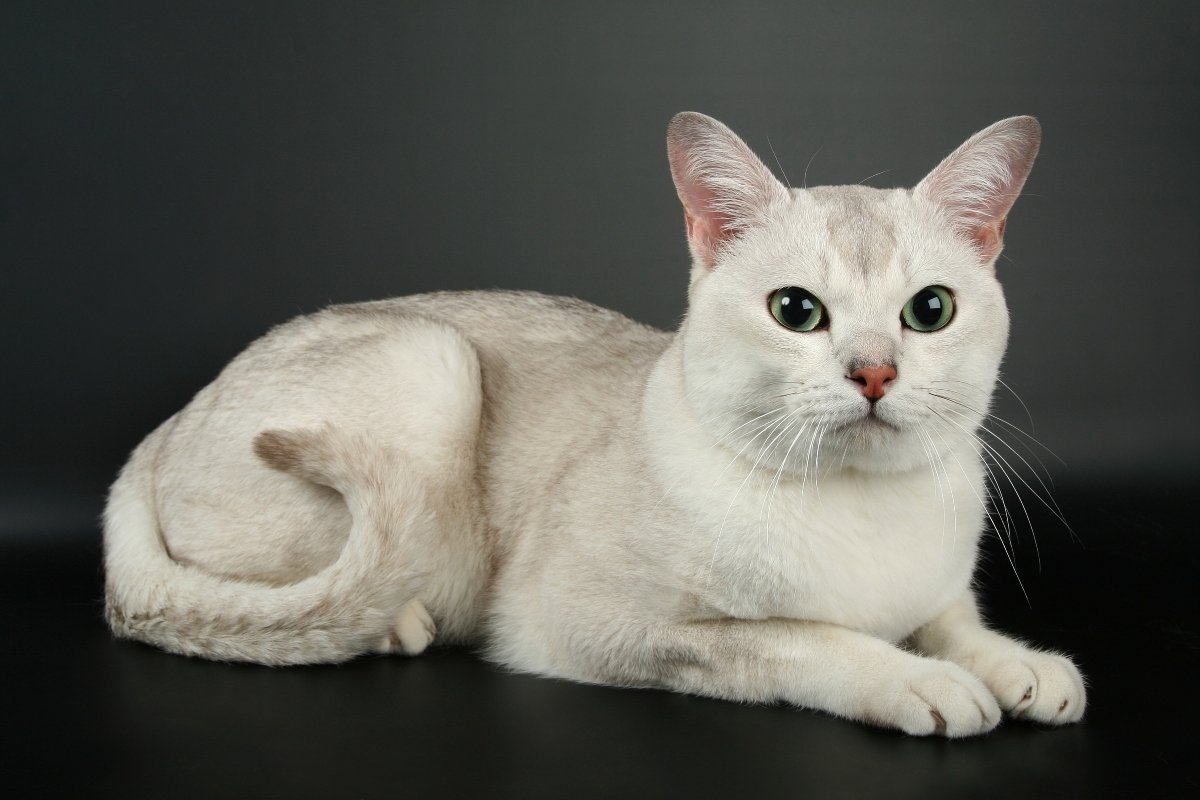 burmilla