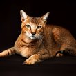 chausie