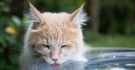 2024_06_maine-coon-iszik-viz-nyar-fb-1024x536.jpg