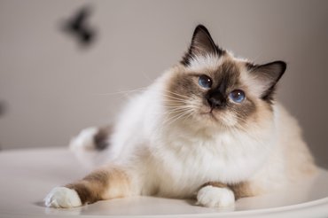 birman burmai szent templommacska fekszik