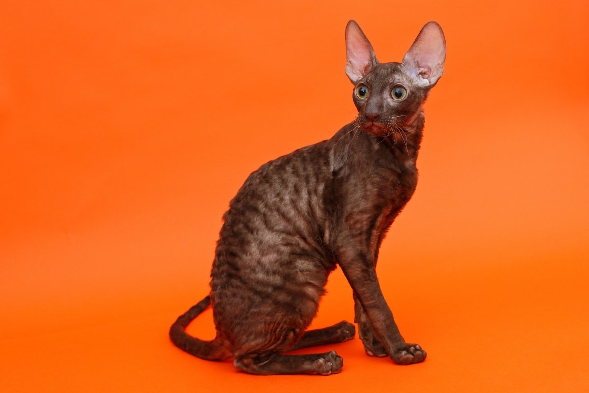 cornish rex