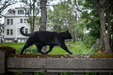 Fekete macska sétál, egy kő kerítésen