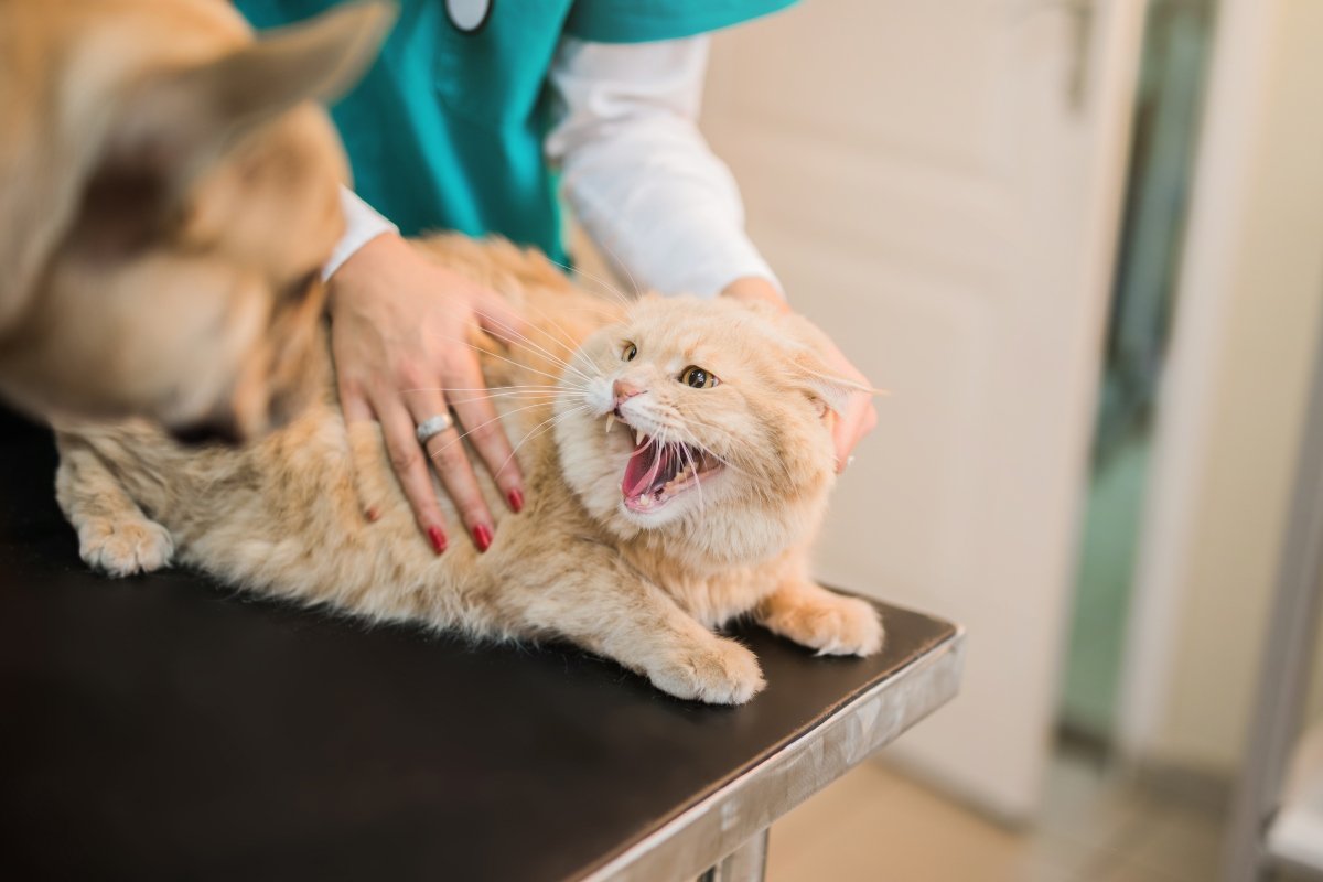 Angry young Maine Coon male cat hissing at French Bulldog. Veterinarian visit.