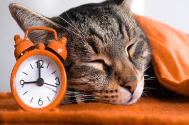 A macskák alvási szokásai eltérőek