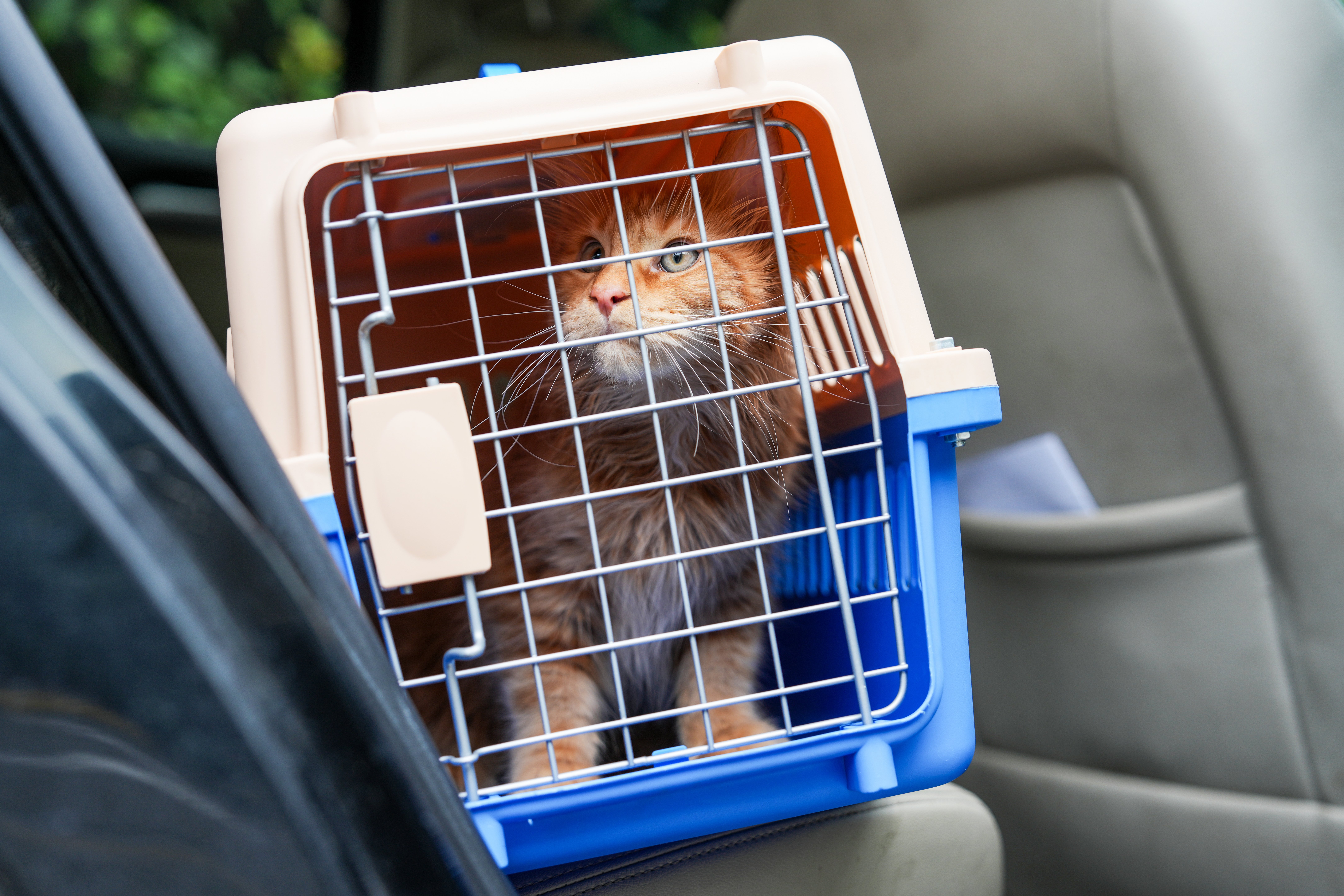Maine Coon szállítódobozban az autóban