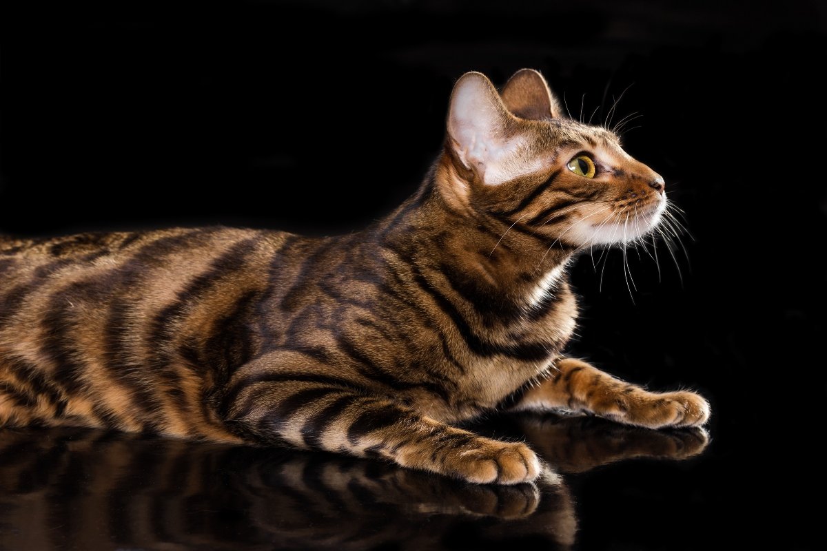 toyger