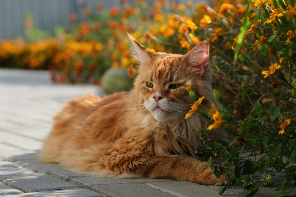 maine coon fekszik bársonyvirágok mellett
