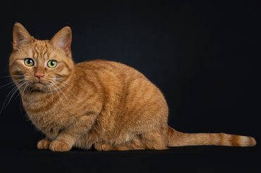 európai rövidszőrű