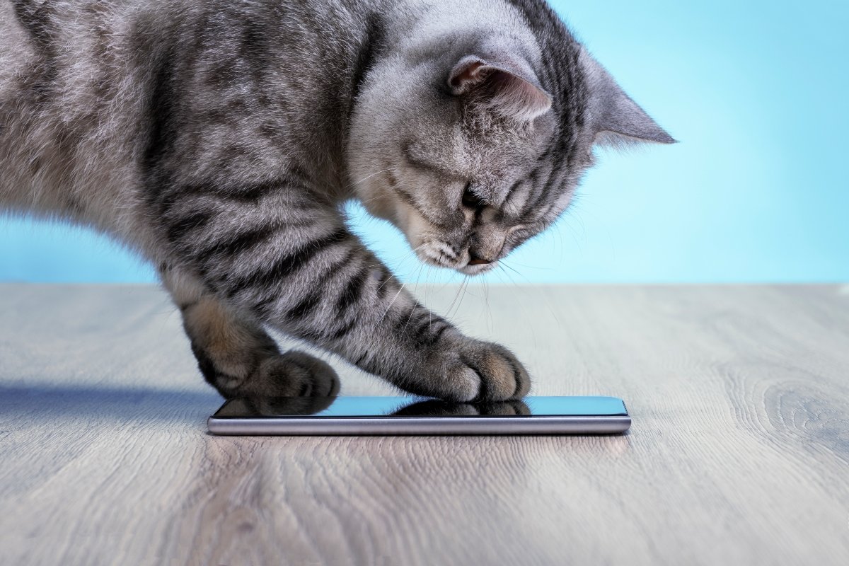 macska telefonnal