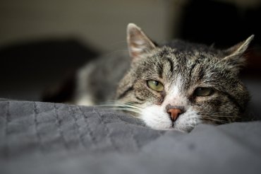 idős macska fekszik az ágyban