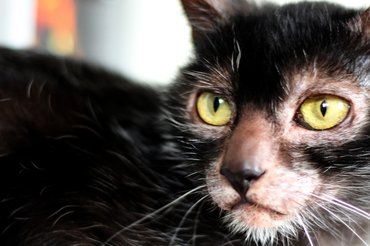 lykoi