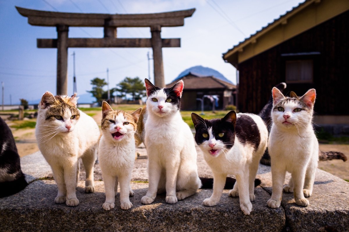 Japán macskák
