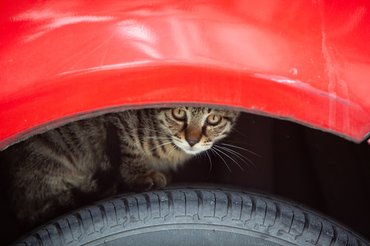 macska az autó kerekénél bújkál