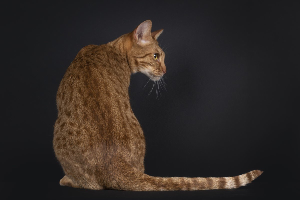 ocicat háttal a kamerának