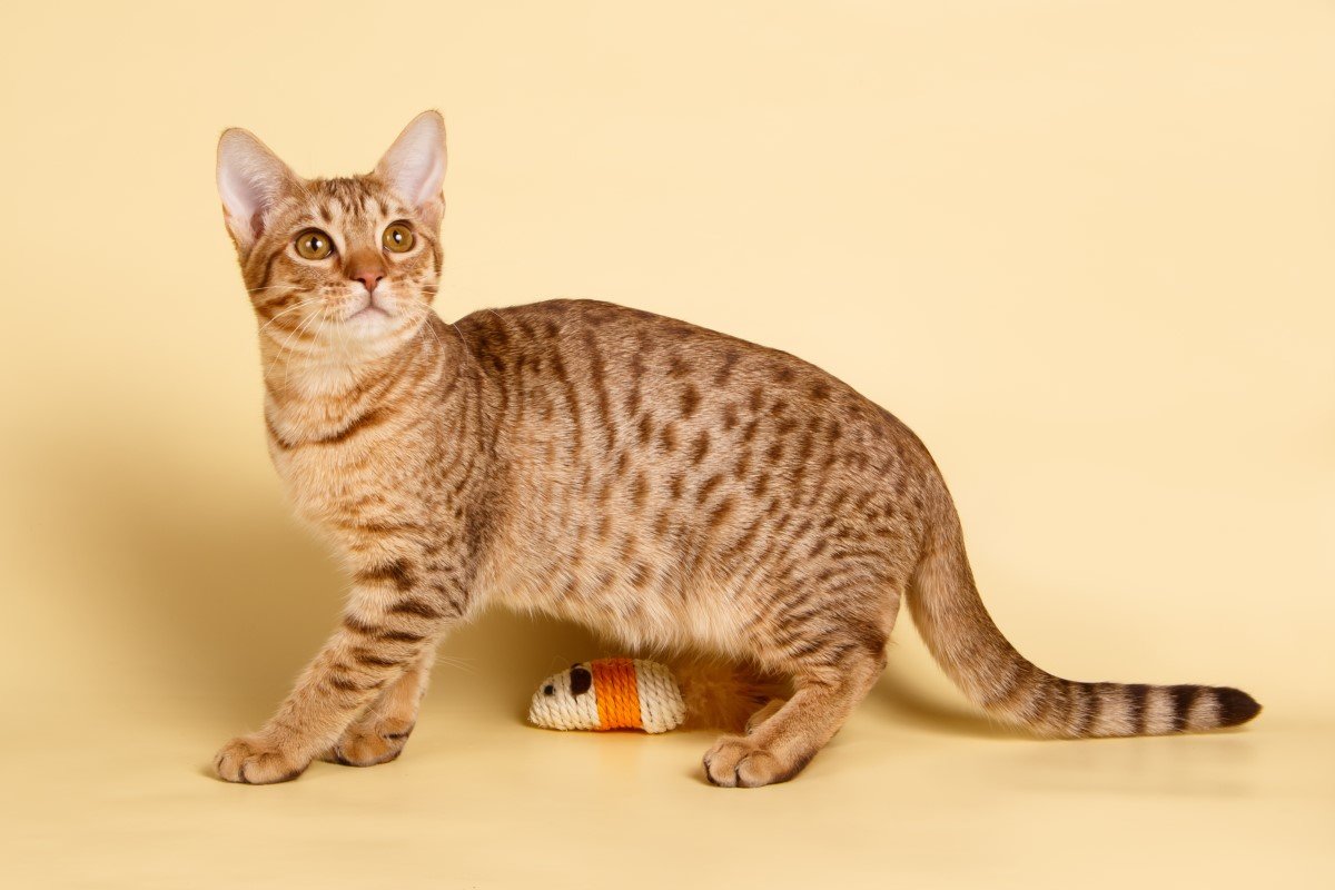 ocicat sárga háttérrel és egy játékkal