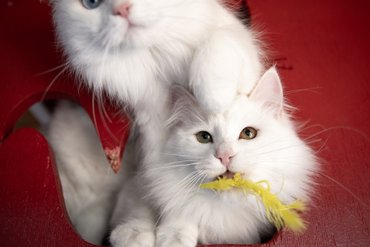 török angóramacskák játszanak