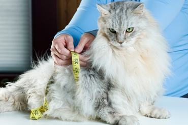 maine coon mérése